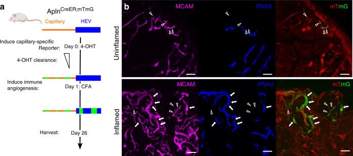 https://cdn.ncbi.nlm.nih.gov/pmc/blobs/b7b2/7393069/18a4d4c51478/41467_2020_17291_Fig6_HTML.jpg