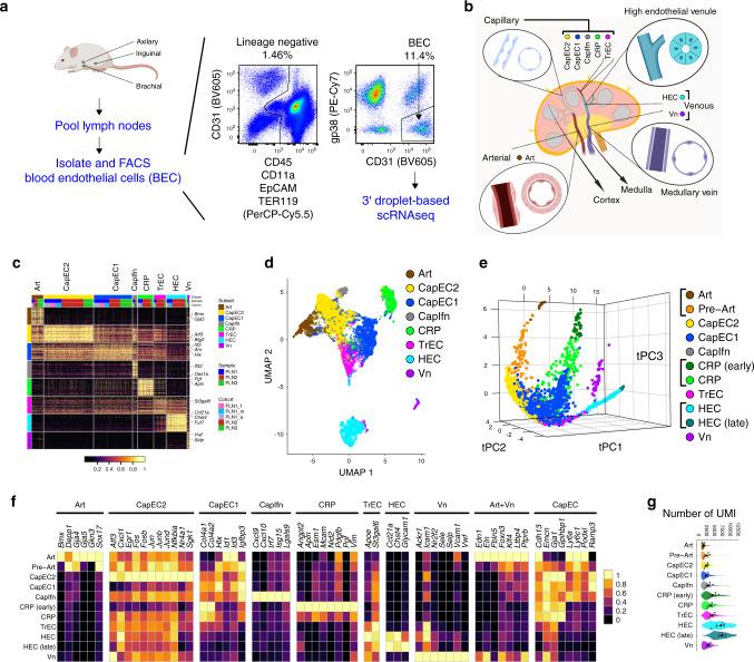 https://cdn.ncbi.nlm.nih.gov/pmc/blobs/b7b2/7393069/7017d1a34f51/41467_2020_17291_Fig1_HTML.jpg