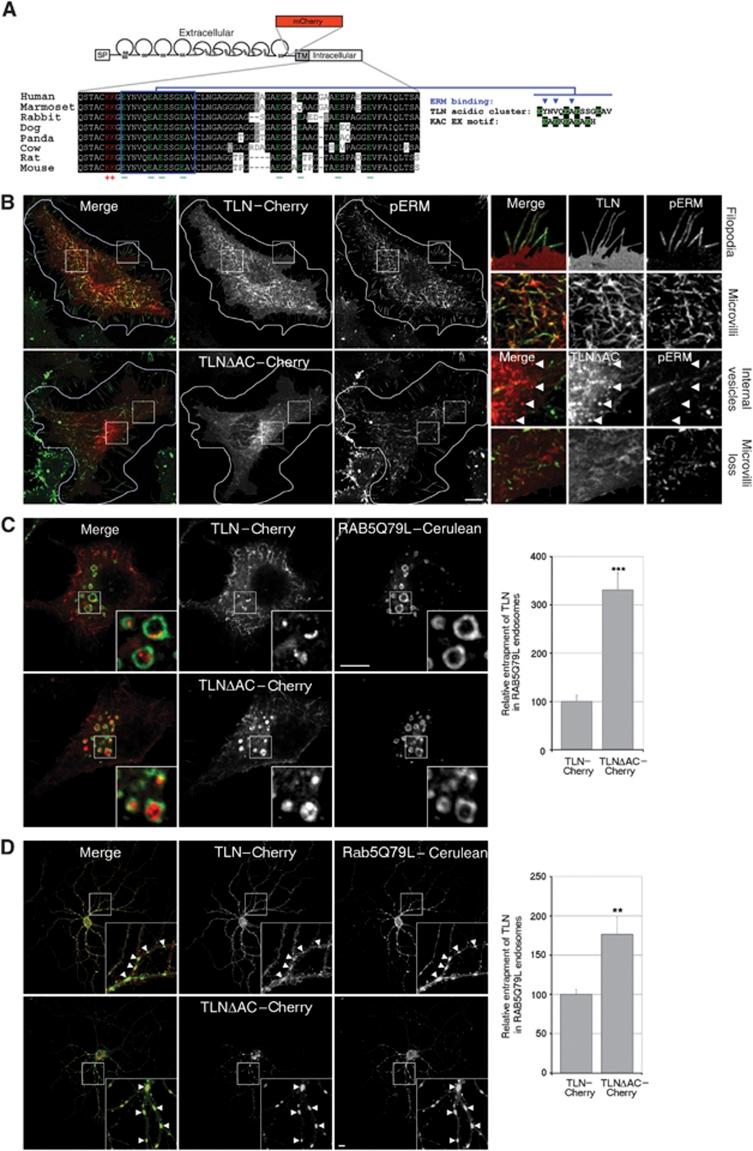 https://cdn.ncbi.nlm.nih.gov/pmc/blobs/b7b7/3411082/630d1b53266c/emboj2012182f4.jpg