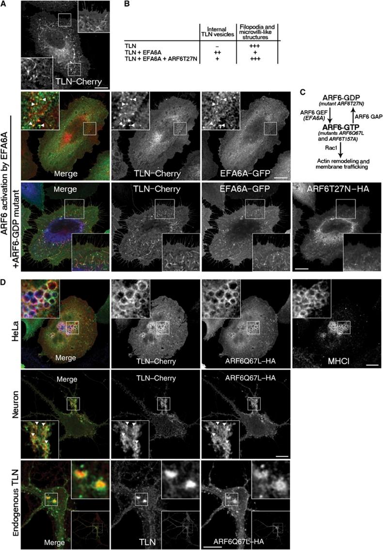 https://cdn.ncbi.nlm.nih.gov/pmc/blobs/b7b7/3411082/6954ee37022f/emboj2012182f2.jpg