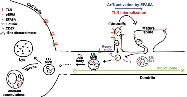 https://cdn.ncbi.nlm.nih.gov/pmc/blobs/b7b7/3411082/6d59aba52972/emboj2012182f9.jpg