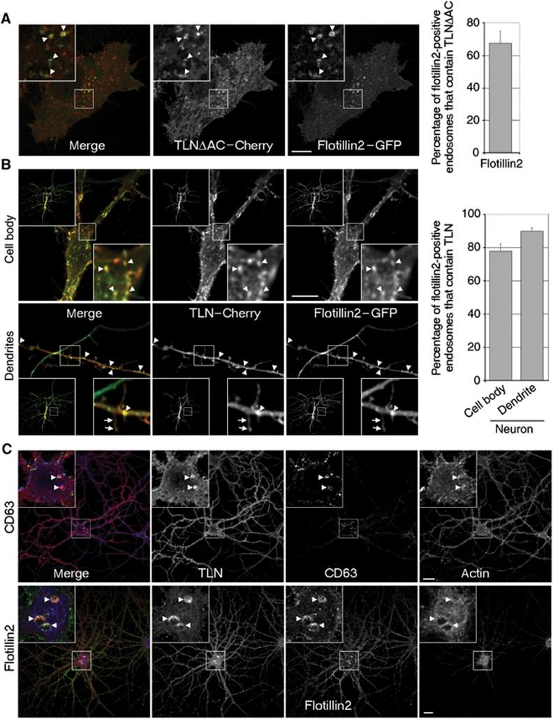 https://cdn.ncbi.nlm.nih.gov/pmc/blobs/b7b7/3411082/6fd4cedcfa14/emboj2012182f8.jpg
