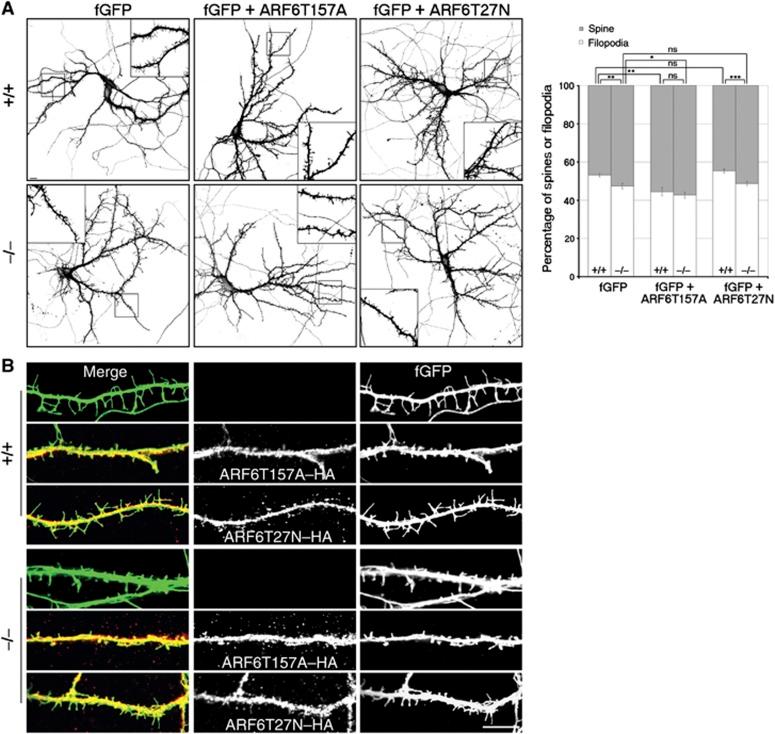 https://cdn.ncbi.nlm.nih.gov/pmc/blobs/b7b7/3411082/fe698dce6452/emboj2012182f5.jpg