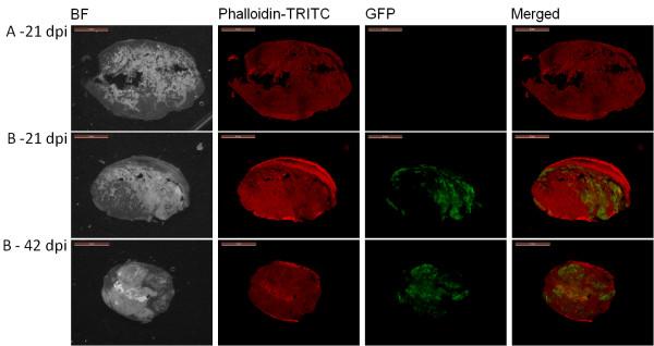 https://cdn.ncbi.nlm.nih.gov/pmc/blobs/b7b7/3621142/24ed16fecfc3/1479-5876-11-79-8.jpg