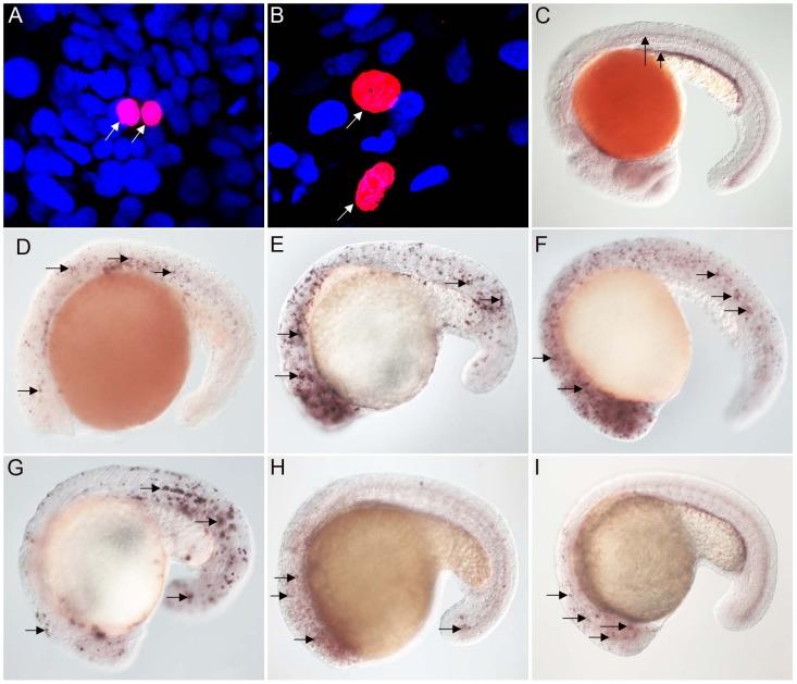 https://cdn.ncbi.nlm.nih.gov/pmc/blobs/b7ba/3493443/415a6490cc96/pgen.1003019.g001.jpg