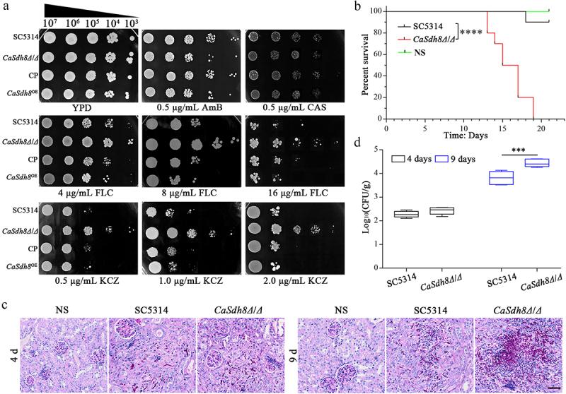 https://cdn.ncbi.nlm.nih.gov/pmc/blobs/b7c1/11485852/2397e3567c5e/KVIR_A_2405000_F0005_OC.jpg