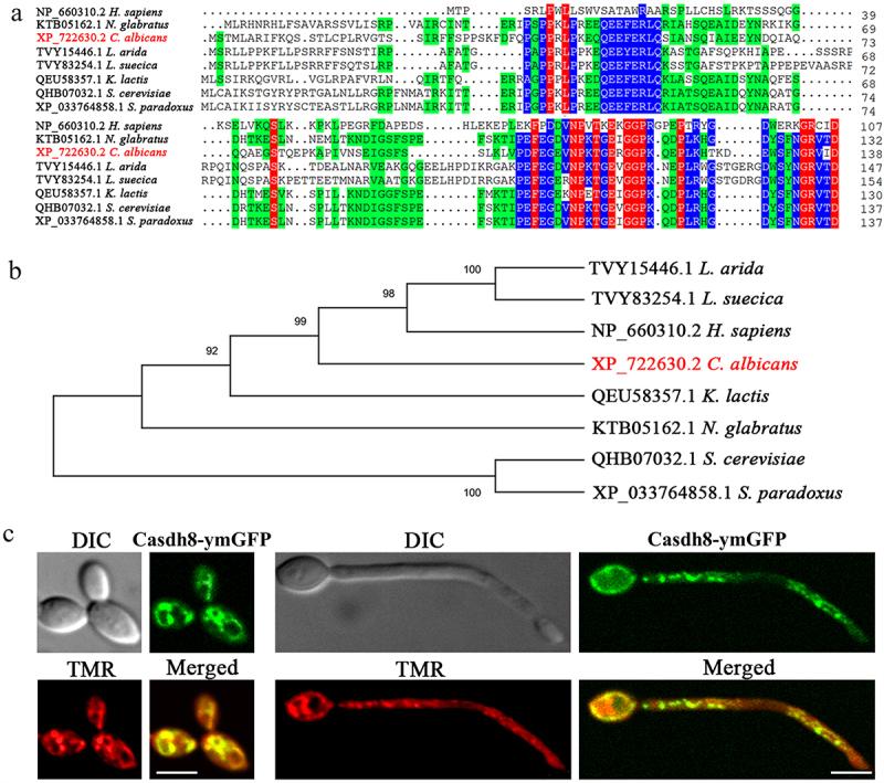 https://cdn.ncbi.nlm.nih.gov/pmc/blobs/b7c1/11485852/4ffd0f5eaf7e/KVIR_A_2405000_F0001_OC.jpg