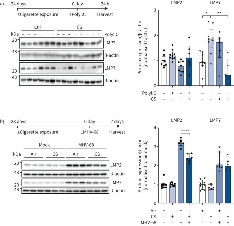 https://cdn.ncbi.nlm.nih.gov/pmc/blobs/b7c2/10397470/333a83220197/ERJ-01374-2022.02.jpg