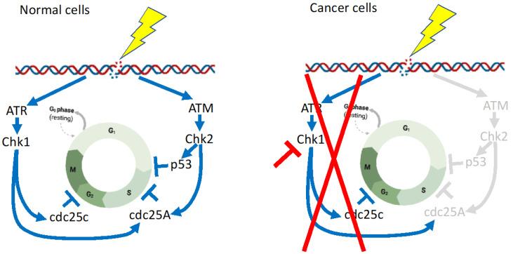 https://cdn.ncbi.nlm.nih.gov/pmc/blobs/b7c3/10297912/35d479383ce7/hematolrep-15-00035-g003.jpg