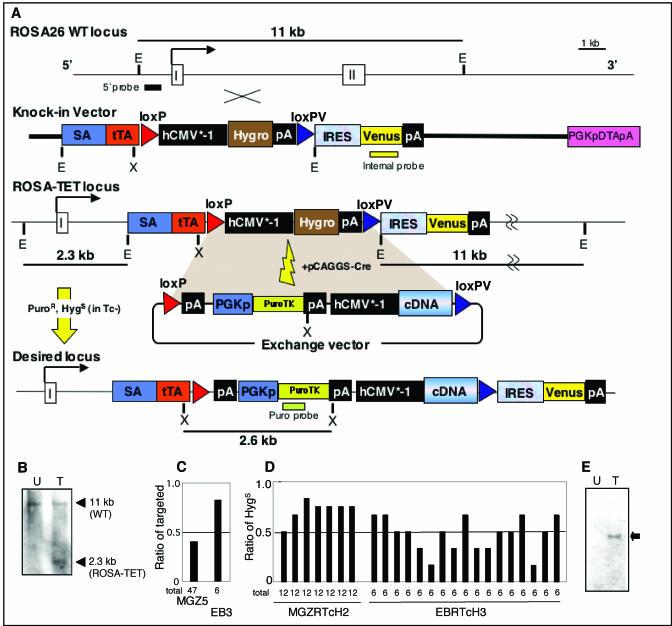 https://cdn.ncbi.nlm.nih.gov/pmc/blobs/b7c3/552969/db821549cdf1/gni043f1.jpg