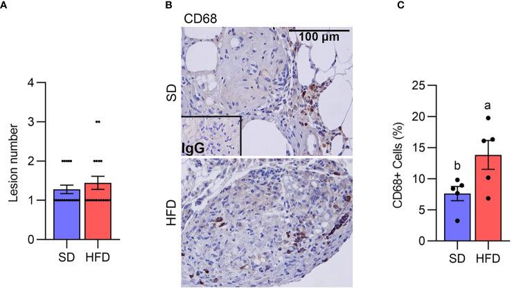 https://cdn.ncbi.nlm.nih.gov/pmc/blobs/b7c5/10978581/083e817caa4a/fendo-15-1336496-g002.jpg
