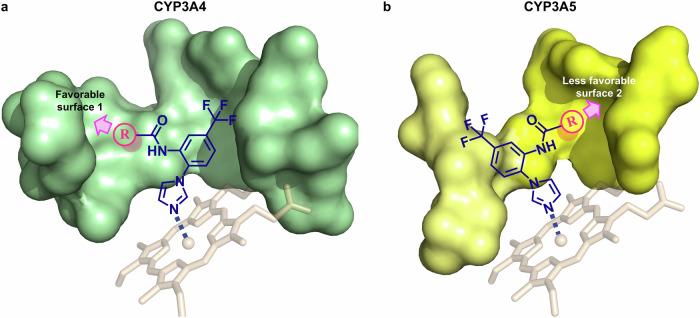 https://cdn.ncbi.nlm.nih.gov/pmc/blobs/b7c5/11985932/cdd9a89408b3/41467_2025_58749_Fig8_HTML.jpg