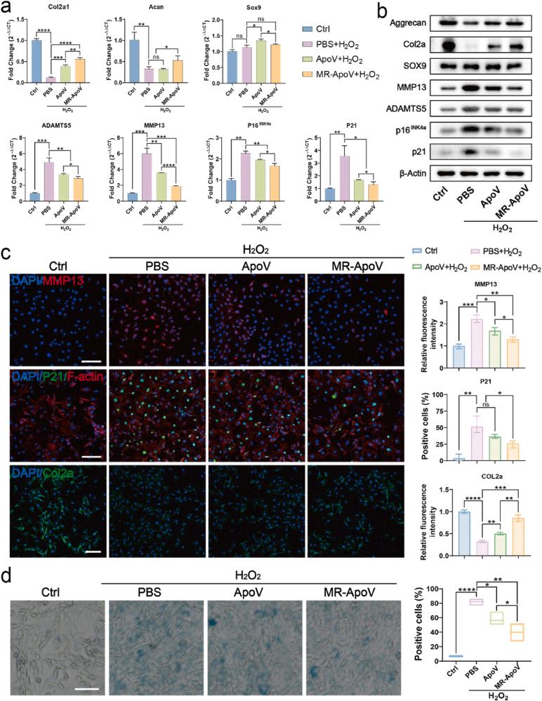 https://cdn.ncbi.nlm.nih.gov/pmc/blobs/b7c8/12391270/c36197ac9b5f/gr4.jpg