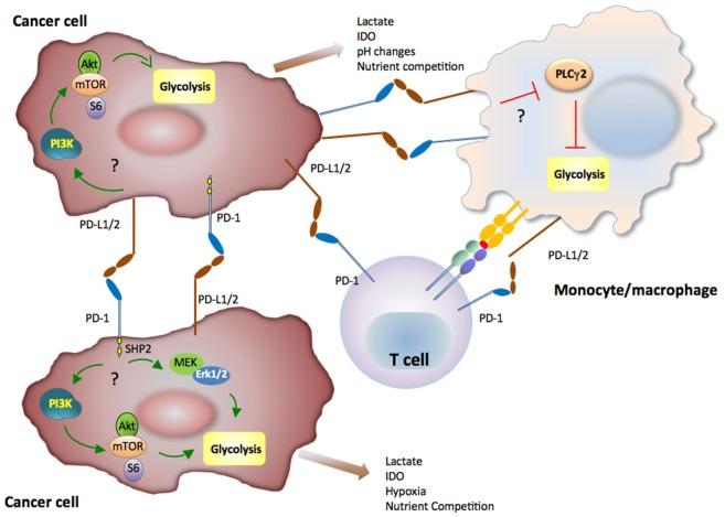 https://cdn.ncbi.nlm.nih.gov/pmc/blobs/b7ca/5387055/b0c63840bda3/fimmu-08-00330-g004.jpg