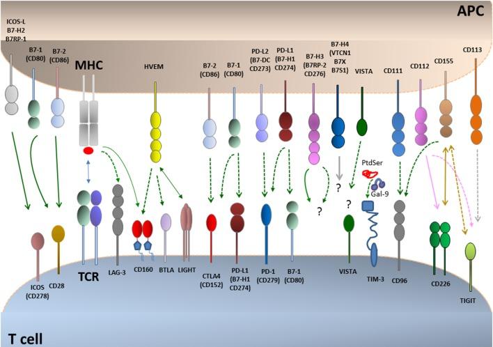 https://cdn.ncbi.nlm.nih.gov/pmc/blobs/b7ca/5387055/b8d1179c2323/fimmu-08-00330-g001.jpg
