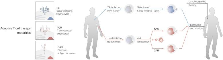 https://cdn.ncbi.nlm.nih.gov/pmc/blobs/b7ca/6585101/57ef85c83573/13046_2019_1266_Fig2_HTML.jpg