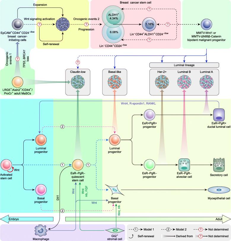 https://cdn.ncbi.nlm.nih.gov/pmc/blobs/b7cb/7686704/688421c01c6f/12943_2020_1276_Fig7_HTML.jpg