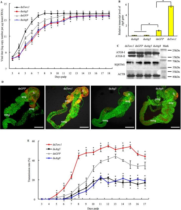 https://cdn.ncbi.nlm.nih.gov/pmc/blobs/b7cc/5708841/1e7ec2cc6ee5/ppat.1006727.g005.jpg
