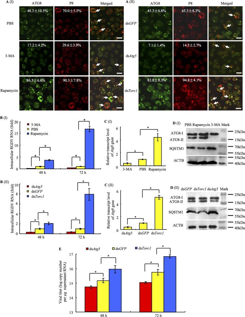 https://cdn.ncbi.nlm.nih.gov/pmc/blobs/b7cc/5708841/2243f70bb21e/ppat.1006727.g003.jpg