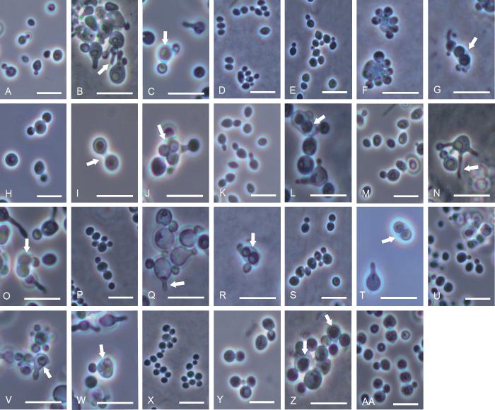 https://cdn.ncbi.nlm.nih.gov/pmc/blobs/b7cd/12308288/b91c58551d19/per-2025-54-8-F4.jpg