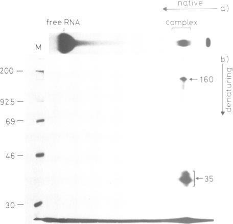 https://cdn.ncbi.nlm.nih.gov/pmc/blobs/b7cf/453176/e04ae0fa5461/emboj00111-0254-a.jpg