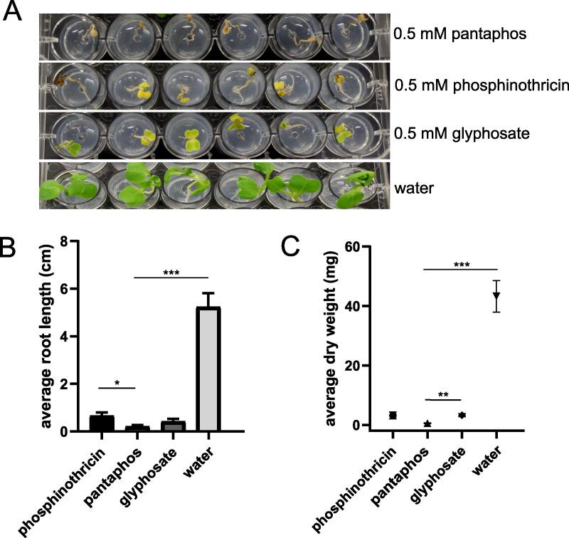 https://cdn.ncbi.nlm.nih.gov/pmc/blobs/b7d1/7858074/16aaa3b75212/mBio.03402-20-f0005.jpg