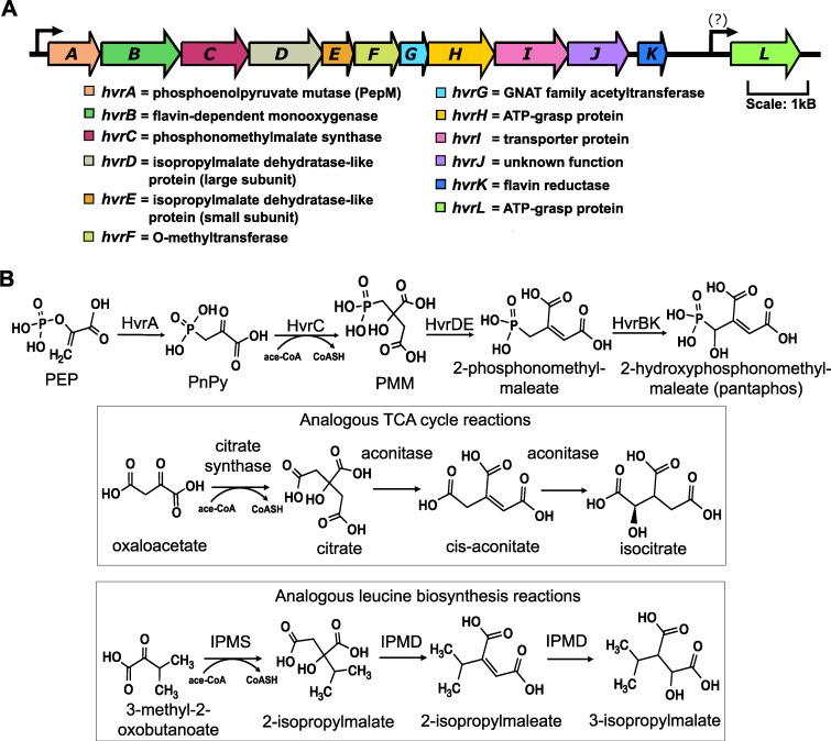 https://cdn.ncbi.nlm.nih.gov/pmc/blobs/b7d1/7858074/7ca529854b46/mBio.03402-20-f0006.jpg