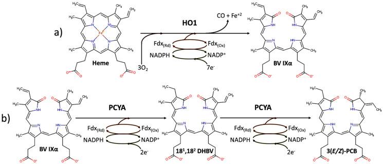 https://cdn.ncbi.nlm.nih.gov/pmc/blobs/b7d3/11353606/6cbf10eddab5/genes-15-01058-g001.jpg
