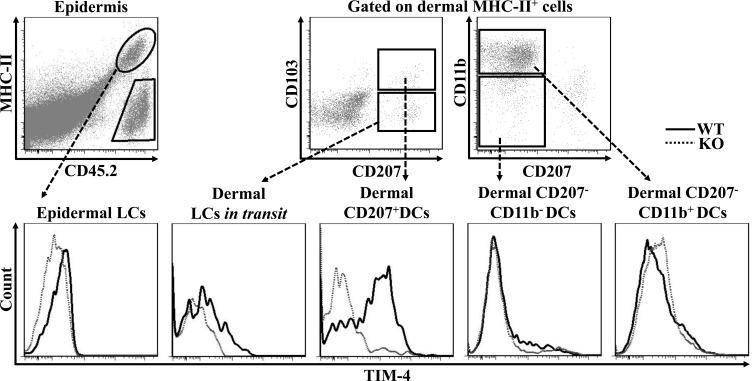 https://cdn.ncbi.nlm.nih.gov/pmc/blobs/b7d6/5122327/3362de31084d/oncotarget-07-37498-g001.jpg