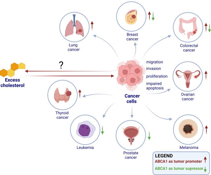 https://cdn.ncbi.nlm.nih.gov/pmc/blobs/b7d7/12011706/0ae396ed7a86/18_2025_5617_Fig5_HTML.jpg