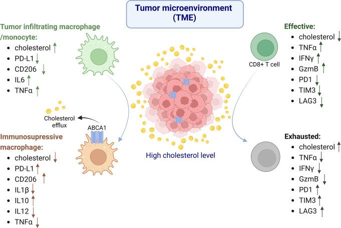 https://cdn.ncbi.nlm.nih.gov/pmc/blobs/b7d7/12011706/36b4ff7d4ad3/18_2025_5617_Fig7_HTML.jpg