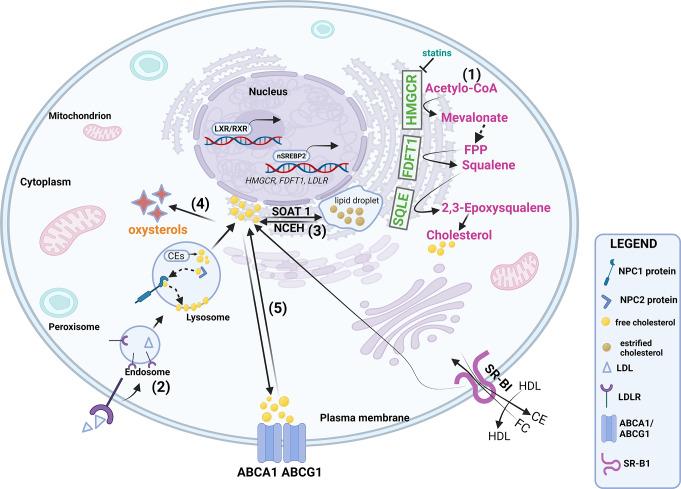 https://cdn.ncbi.nlm.nih.gov/pmc/blobs/b7d7/12011706/7ea578240319/18_2025_5617_Fig3_HTML.jpg
