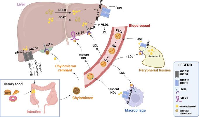 https://cdn.ncbi.nlm.nih.gov/pmc/blobs/b7d7/12011706/d3a607d0b2c9/18_2025_5617_Fig2_HTML.jpg