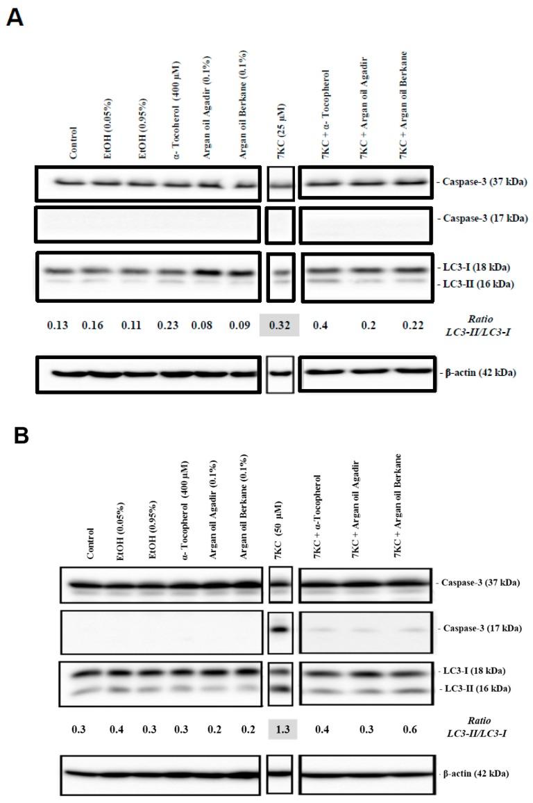 https://cdn.ncbi.nlm.nih.gov/pmc/blobs/b7d9/5666899/4cc3d1402f18/ijms-18-02220-g008.jpg