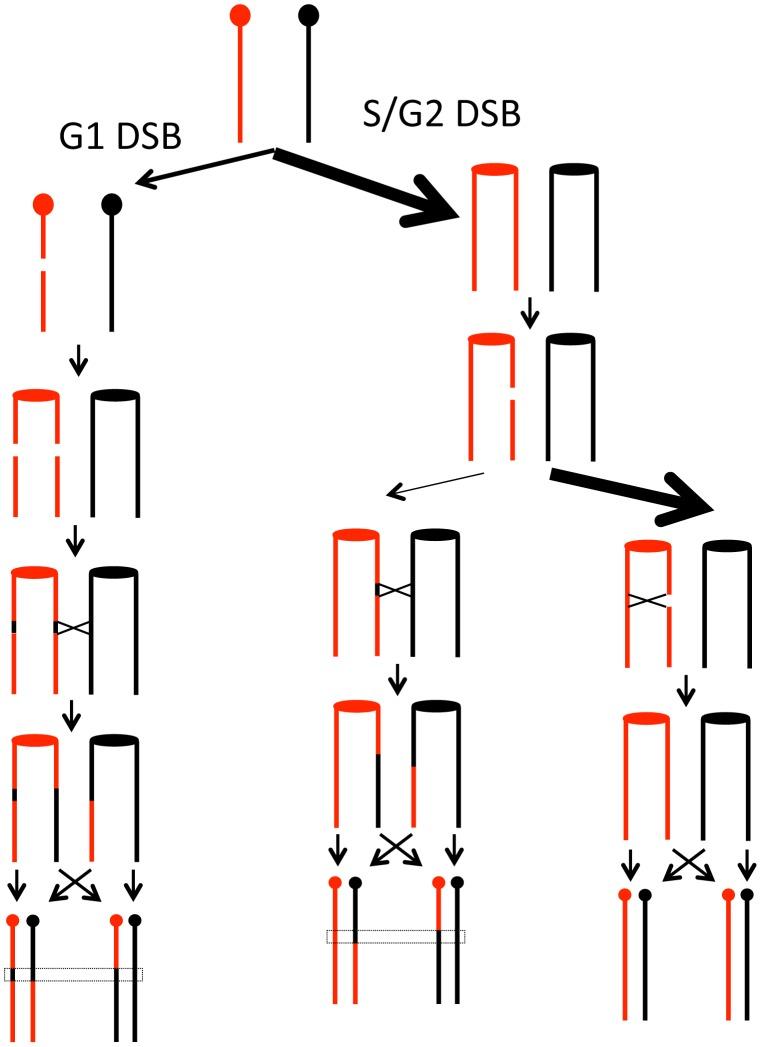https://cdn.ncbi.nlm.nih.gov/pmc/blobs/b7db/3616911/5bf6014323eb/pgen.1003434.g007.jpg