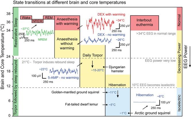 https://cdn.ncbi.nlm.nih.gov/pmc/blobs/b7df/6491889/531dd0362ee3/fnins-13-00336-g005.jpg