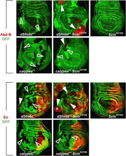 https://cdn.ncbi.nlm.nih.gov/pmc/blobs/b7e1/2711184/5ac782faf850/emboj2009147f6.jpg