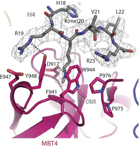 https://cdn.ncbi.nlm.nih.gov/pmc/blobs/b7e1/2711184/6f3afa453ec9/emboj2009147f2.jpg