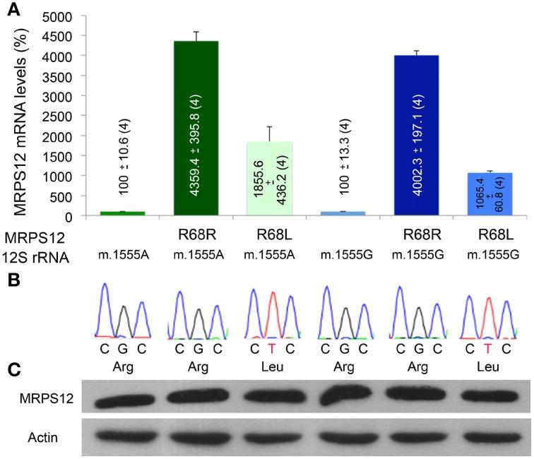 https://cdn.ncbi.nlm.nih.gov/pmc/blobs/b7e8/4294204/715ec7701085/fgene-05-00469-g0007.jpg