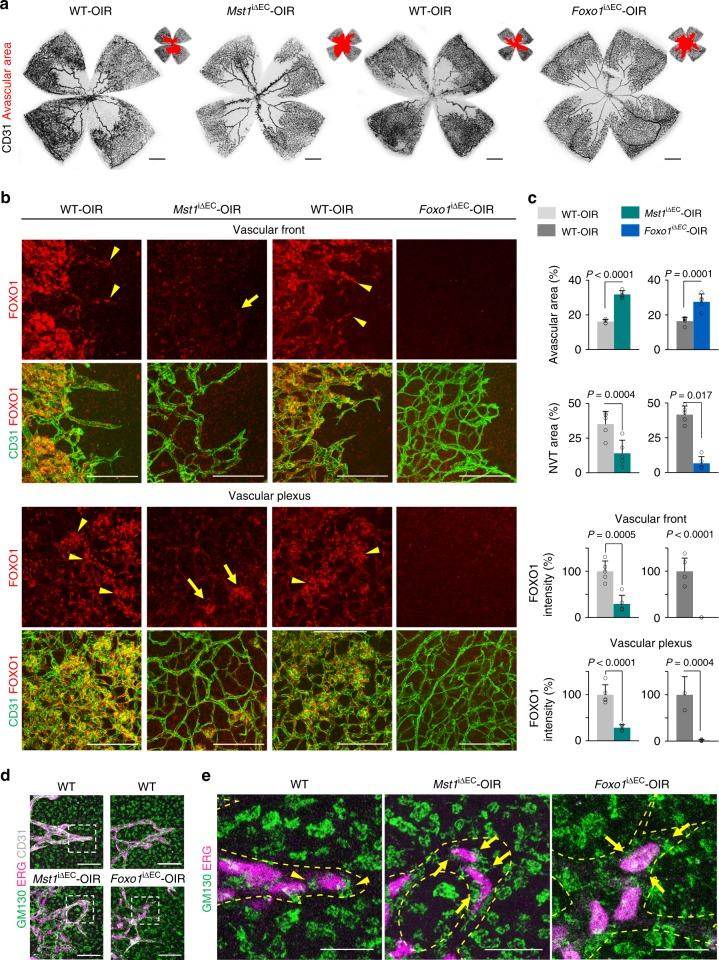 https://cdn.ncbi.nlm.nih.gov/pmc/blobs/b7e8/6381131/6dbd9ea688e9/41467_2019_8773_Fig8_HTML.jpg