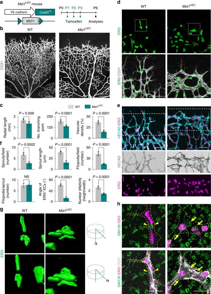 https://cdn.ncbi.nlm.nih.gov/pmc/blobs/b7e8/6381131/8b1be427449b/41467_2019_8773_Fig1_HTML.jpg