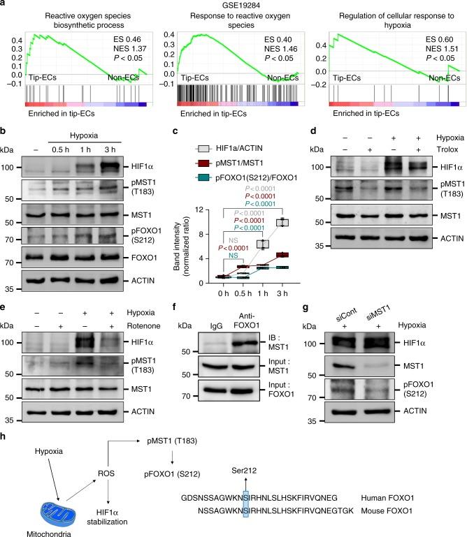 https://cdn.ncbi.nlm.nih.gov/pmc/blobs/b7e8/6381131/ab5393674008/41467_2019_8773_Fig5_HTML.jpg