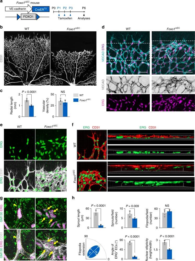 https://cdn.ncbi.nlm.nih.gov/pmc/blobs/b7e8/6381131/b0ef00c1ef77/41467_2019_8773_Fig4_HTML.jpg