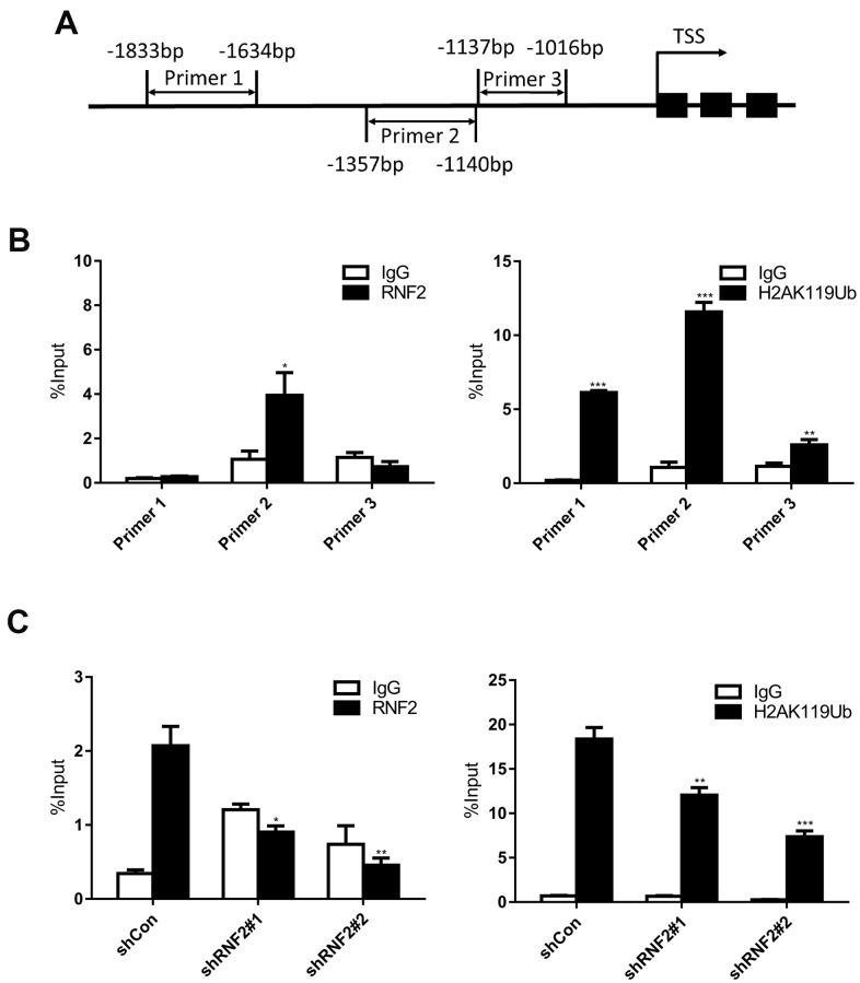 https://cdn.ncbi.nlm.nih.gov/pmc/blobs/b7eb/7803491/4d8760bea374/aging-12-202396-g005.jpg
