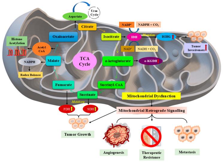 https://cdn.ncbi.nlm.nih.gov/pmc/blobs/b7f1/12389077/a4dd2026d3f3/pharmaceuticals-18-01194-g005.jpg