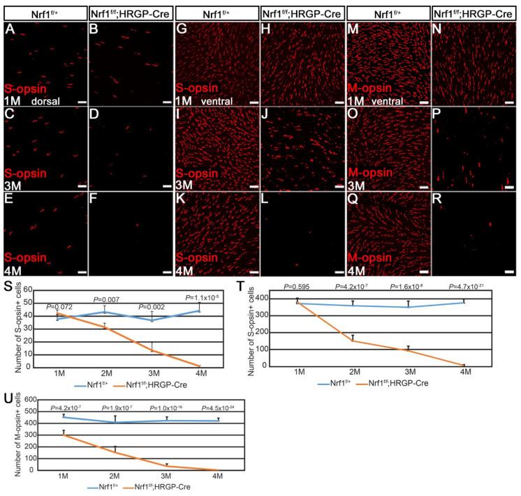 https://cdn.ncbi.nlm.nih.gov/pmc/blobs/b7f1/9321222/6ac070c19cf9/cells-11-02203-g002.jpg