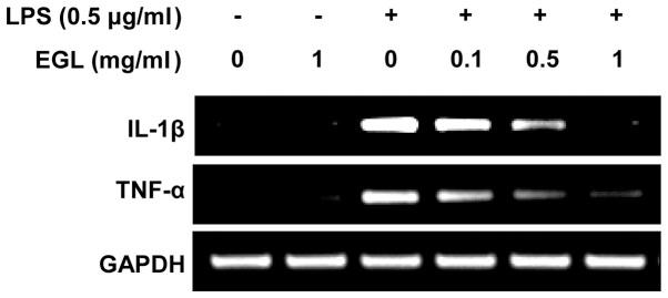 https://cdn.ncbi.nlm.nih.gov/pmc/blobs/b7f4/3570243/0d6a9463be90/ETM-05-03-0957-g04.jpg