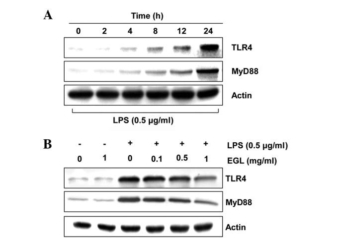 https://cdn.ncbi.nlm.nih.gov/pmc/blobs/b7f4/3570243/78b43b306ee8/ETM-05-03-0957-g06.jpg