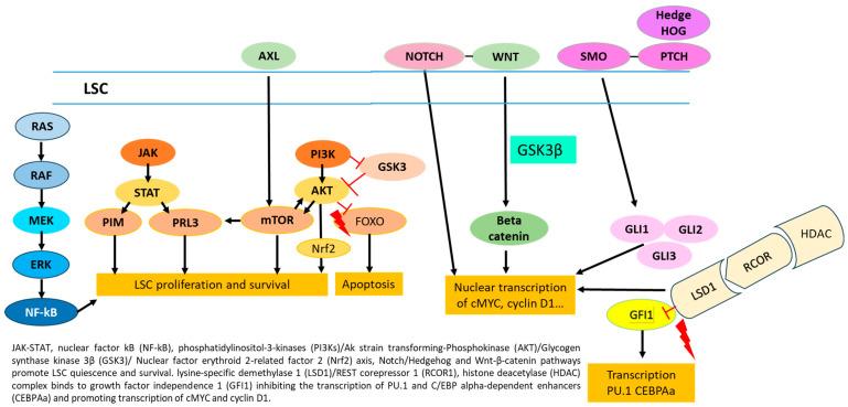 https://cdn.ncbi.nlm.nih.gov/pmc/blobs/b7fd/11119130/470c256b6198/cancers-16-01819-g002.jpg