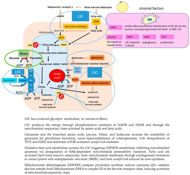 https://cdn.ncbi.nlm.nih.gov/pmc/blobs/b7fd/11119130/6359b60c0fdb/cancers-16-01819-g001.jpg